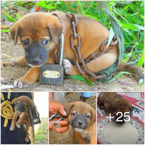 Chained Up And Abandoned Dogs & Puppies Rescued .